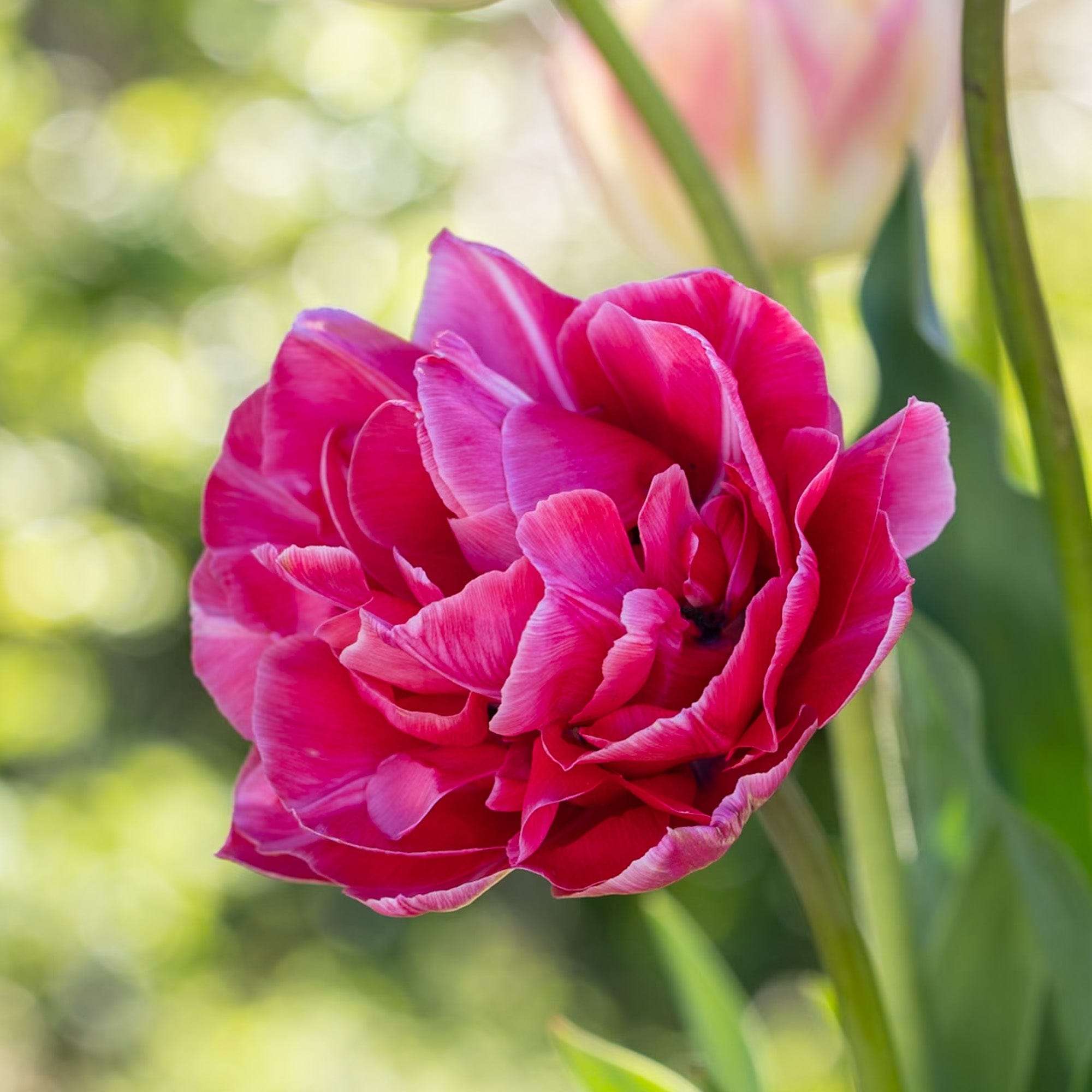 Tulpe 'Aveyron'
